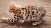 Bengal Cat rosetted